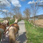 les-destriers-st-bertrand-caleche-pyrenees31