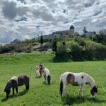 les-destriers-st-bertrand-chevaux-pyrenees31