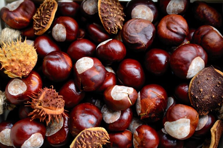 marrons-marignac-pyrenees31