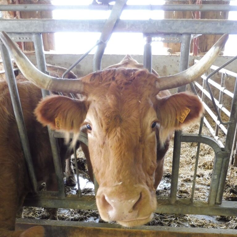 producteur-ferme-deux-moulin-portet-sur-luchon-fromage-vache2-pyrenees31