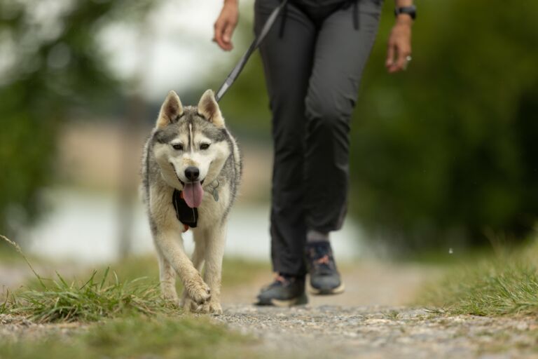 souffle-nordique-chien-traineau-mourtis-pyrenees31