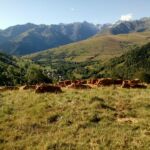la-fermedes2moulins-estive-vaches-portet-de-luchon-pyrenees31