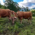 la-fermedes2moulins-estive-vaches-portet-de-luchon-pyrenees31