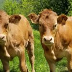 la-fermedes2moulins-estive-portet-de-luchon-pyrenees31